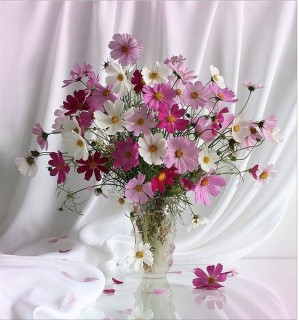 Cosmos