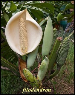 Filodendron