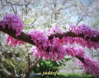 Júdásfa