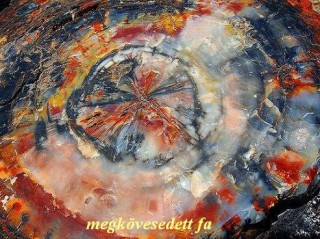 Megkövesedett fa