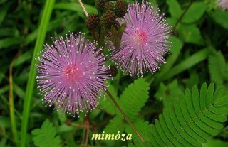 Mimóza
