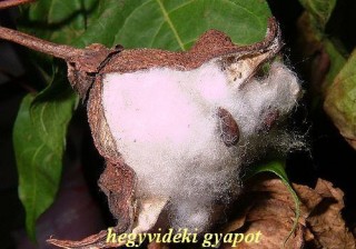 Hegyvidéki gyapot
