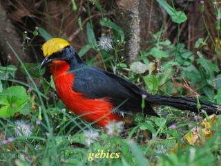 Gébics