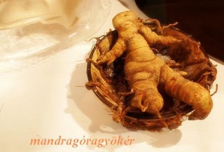 Mandragóragyökér