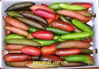 Ausztrál citrom
