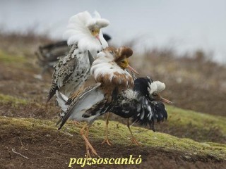 Pajzsos cankó