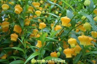 Lampionliliom