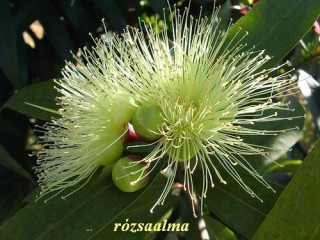 Rózsaalma