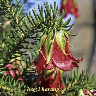 Hegyi harang