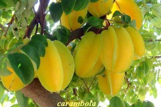 Carambola