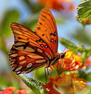 Butterfly1.