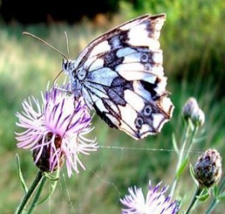 Kék lepke