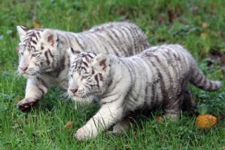 Két fehér tigris