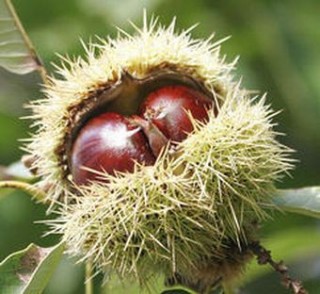 Gesztenye