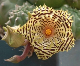 Huernia