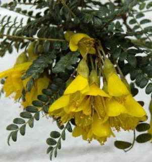 Sophora