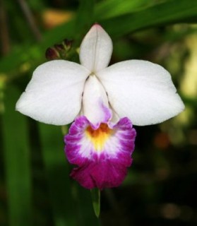 Arundina