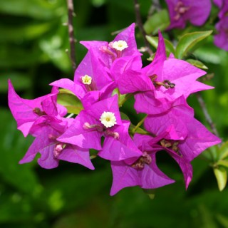 Bougainvillea