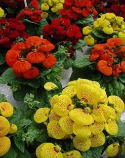 Calceolaria