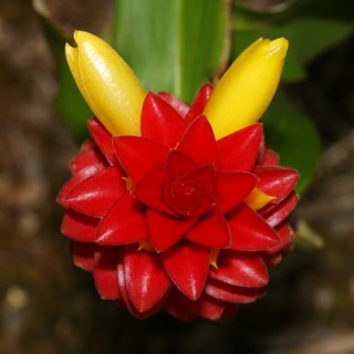 Costus