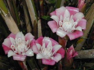 Etlingera