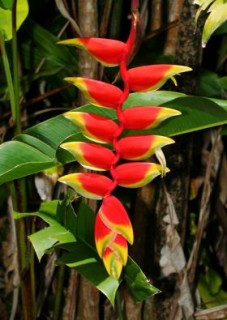 Heliconia