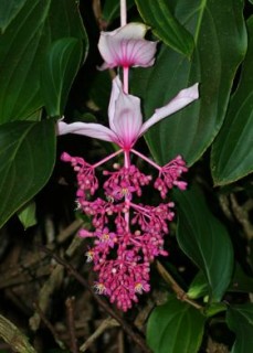 Medinilla