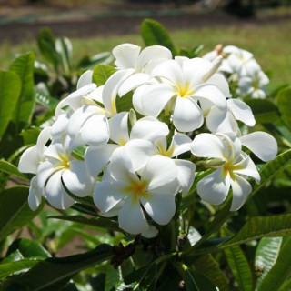 Plumeria