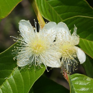 Psidium