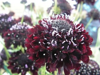 Scabiosa